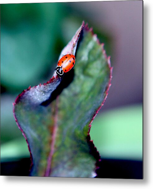 Ladybug Metal Print featuring the photograph Walking The Thorny Edge by Her Arts Desire