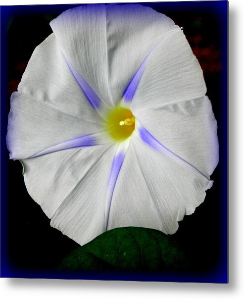 Morning Glory Metal Print featuring the photograph White Morning by Kim Galluzzo