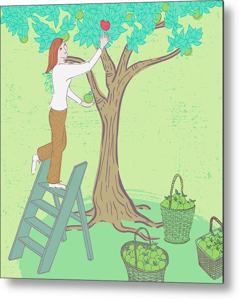 20-25 Metal Print featuring the photograph Woman Picking Green Apples And Reaching by Ikon Ikon Images