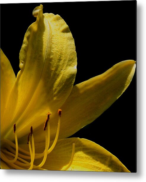 Flower Metal Print featuring the photograph Yellow Day Lily by Karen Harrison Brown