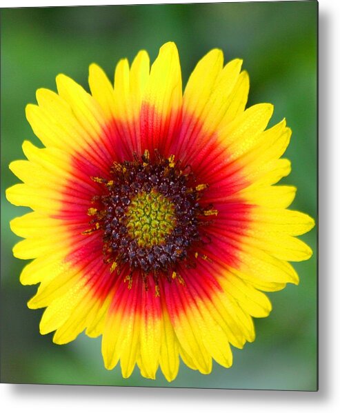  Metal Print featuring the photograph Wild Flower #2 by Jeanne Andrews