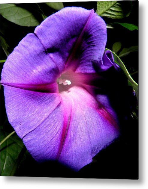 Purply Metal Print featuring the photograph A Morning Full Of Glory by Kim Galluzzo