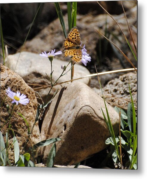 Butterfly Metal Print featuring the photograph Beauty on the Rocks by Meagan Suedkamp