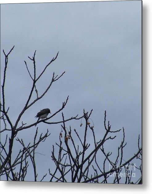 Bird Metal Print featuring the photograph Bird on Bare Branches by Therese Alcorn