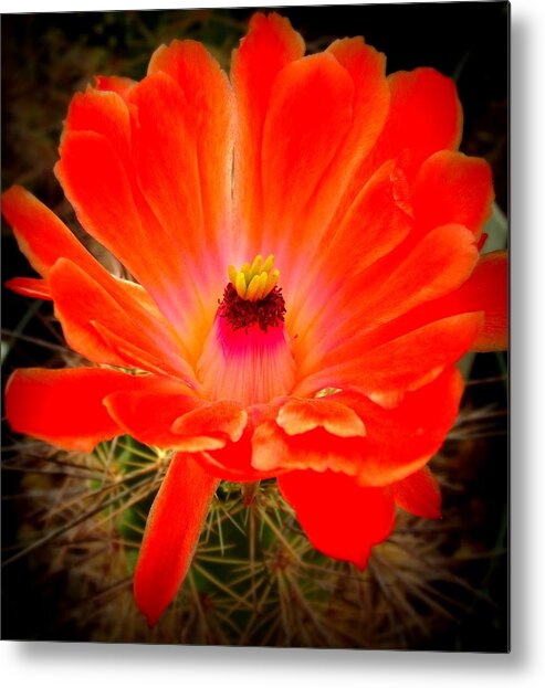 Cactus Metal Print featuring the photograph Desert Bloom by Megan Ford-Miller