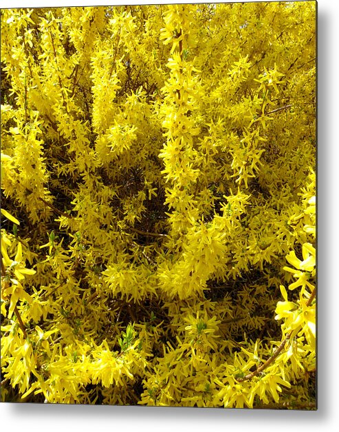 Forsythia Flowers Metal Print featuring the photograph Forsythia blooms by Kim Galluzzo Wozniak