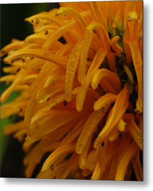 Yellow Metal Print featuring the photograph Golden Rain by Jean Booth