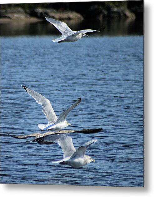 Hovind Metal Print featuring the photograph Gulls in Flight by Scott Hovind