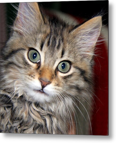 Kitty Metal Print featuring the photograph Look at Me by Joe Myeress