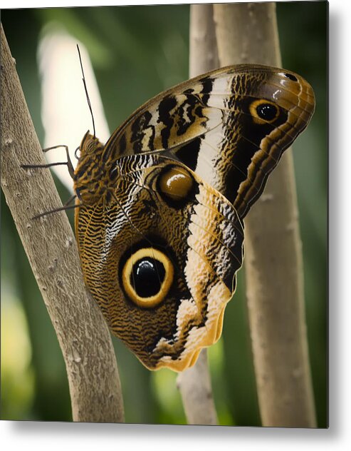 Butterfly Metal Print featuring the photograph Owl Butterfly 1 by Bill and Linda Tiepelman