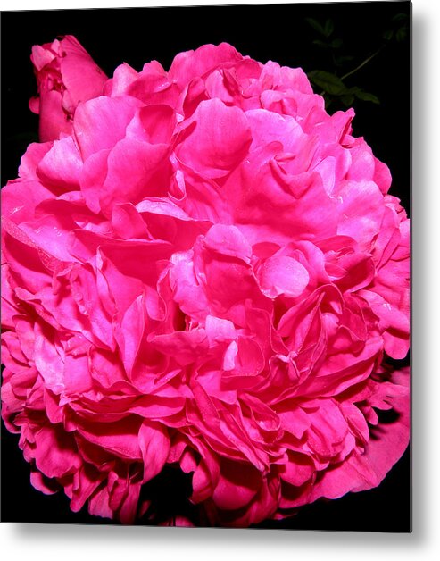 Peony Metal Print featuring the photograph Peony Frills n Thrills by Kim Galluzzo