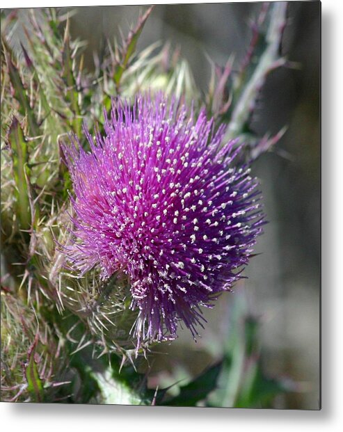  Metal Print featuring the photograph Pine Flower by Jeanne Andrews