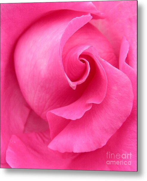 Floral Metal Print featuring the photograph Pink Rose by Mark Gilman