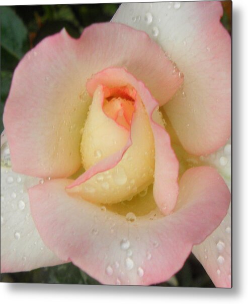 Rose Metal Print featuring the photograph Rain Drops On Rosey by Kim Galluzzo