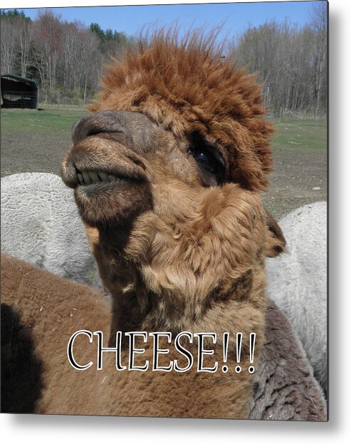 Alpaca Metal Print featuring the photograph Say cheese by Kim Galluzzo