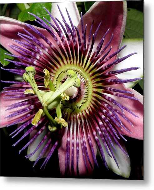 Passion Metal Print featuring the photograph Simply Magical by Kim Galluzzo