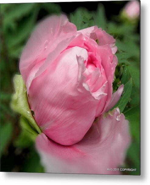 Pink Metal Print featuring the photograph Soft Beauty by Kim Galluzzo