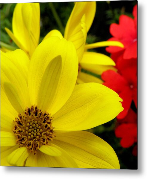 Yellow Flower Metal Print featuring the photograph Spring Has Sprung by Kim Galluzzo Wozniak