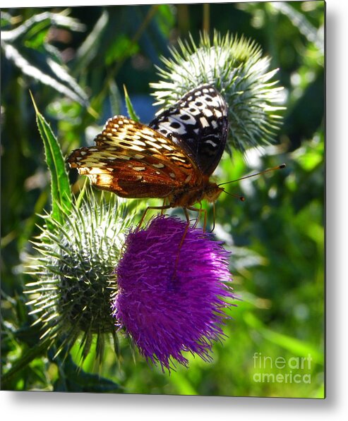 Butterfly Metal Print featuring the photograph Treasures of the Mace y Verde by KD Johnson