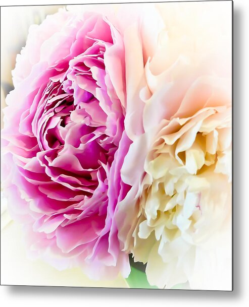 Peonies Metal Print featuring the photograph Two Peonies by Ronda Broatch