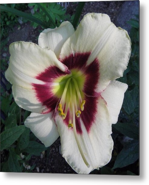 Lily Metal Print featuring the photograph Velvety Lily By Day by Kim Galluzzo