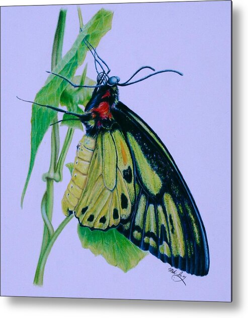 Butterfly Metal Print featuring the drawing Yellow Light by Mike Ivey