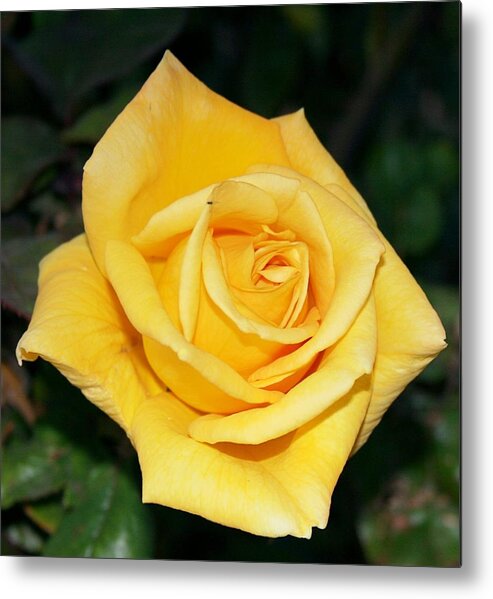 Flowers Metal Print featuring the photograph Yellow Rose by Horst Duesterwald