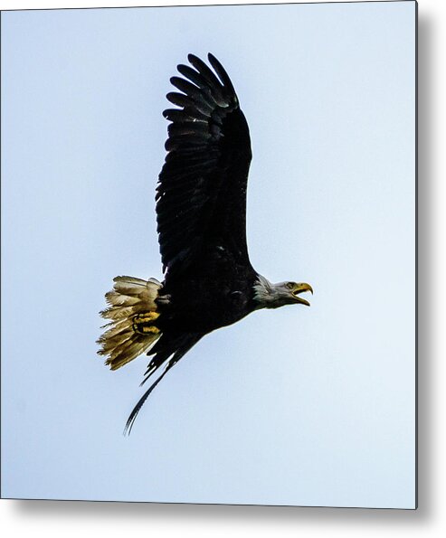 Eagle Metal Print featuring the photograph Eagle by Jerry Cahill