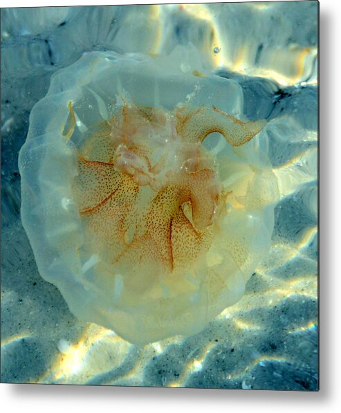 Jellyfish Metal Print featuring the photograph Jellyfish #1 by David Lee Thompson