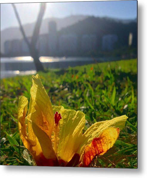 Orchid Metal Print featuring the photograph Yellow Flower #1 by Cesar Vieira