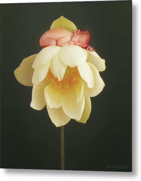 Water Lily Metal Print featuring the photograph Lotus Bud by Anne Geddes