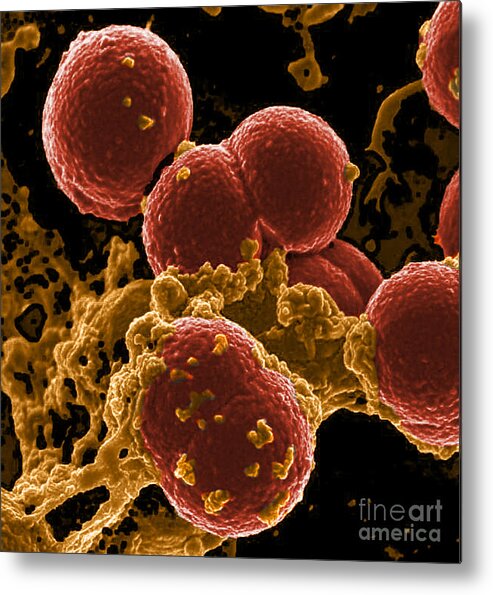 Microbiology Metal Print featuring the photograph Neutrophil Ingesting Mrsa Bacteria, Sem #5 by Science Source