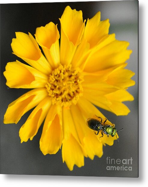 Bee Metal Print featuring the photograph 5pm Sweat Bee by Dani McEvoy