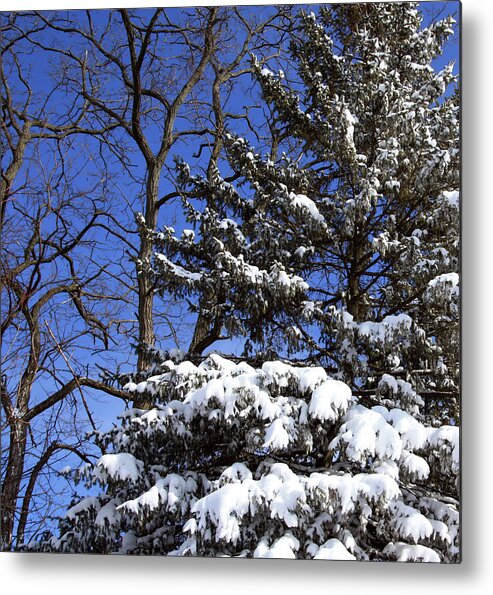 Blizzard Metal Print featuring the photograph After The Blizzard by Joanne Coyle
