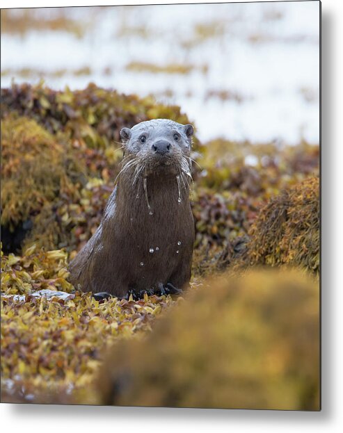 Otter Metal Print featuring the photograph Alert Female Otter by Pete Walkden