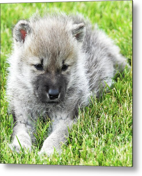 Arctic Wolf Pup Metal Print featuring the photograph Arctic Wolf Pup by Michelle Halsey