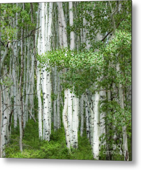 Aspens Metal Print featuring the photograph Aspens, Colorado by George Robinson