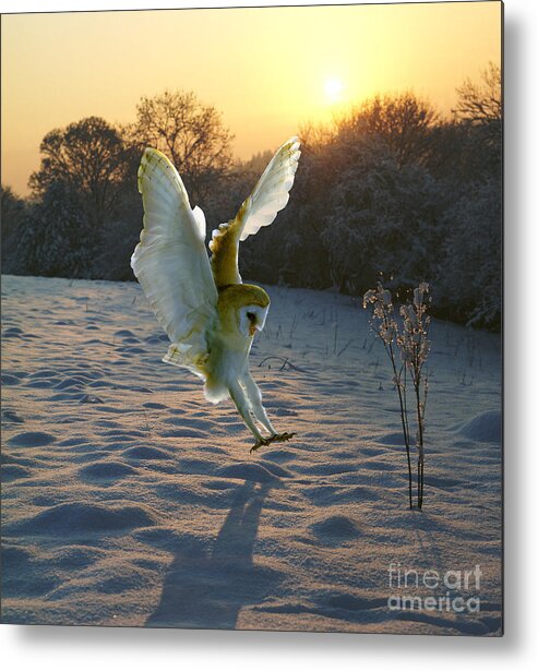 A Barn Owl Metal Print featuring the photograph Barn owl in snowy sunset by Warren Photographic