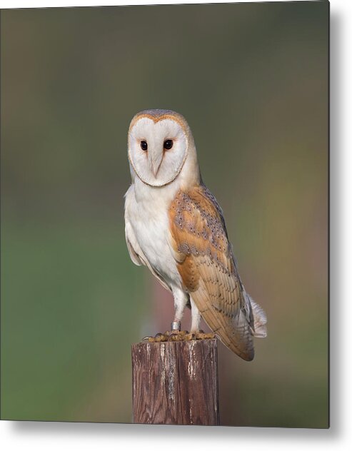 Barn Metal Print featuring the photograph Barn Owl Perched by Pete Walkden