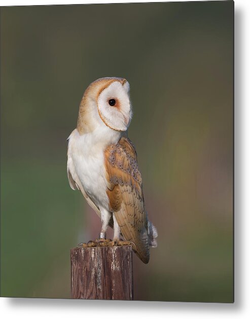 Barn Metal Print featuring the photograph Barn Owl Side On by Pete Walkden