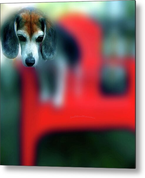 Posters Metal Print featuring the digital art Beagle Beba Portrait by Miss Pet Sitter
