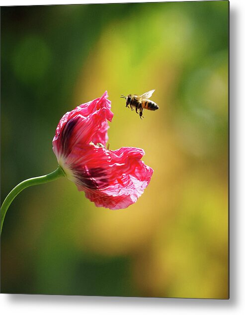 Bee Metal Print featuring the photograph Got Bees In Me Opium Poppies by Joe Schofield