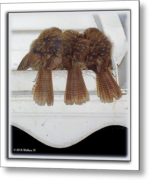 2d Metal Print featuring the photograph Birds Of A Feather by Brian Wallace