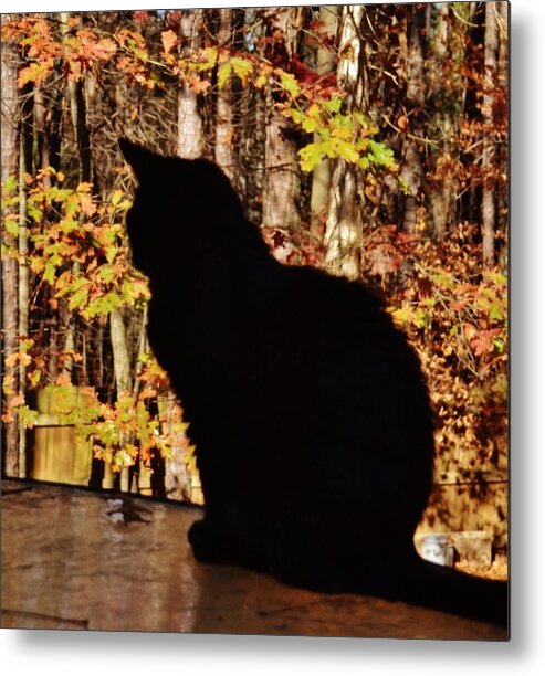 Cat Metal Print featuring the photograph Black Cat by Eileen Brymer