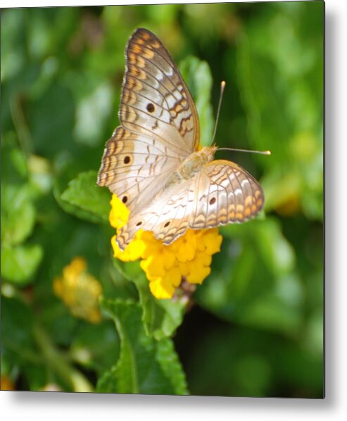 Butterfly Metal Print featuring the photograph Butterflywith Dots by Rob Hans