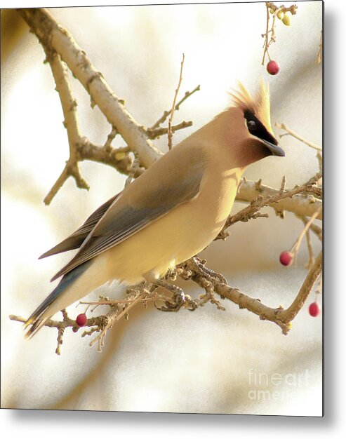 Nature Metal Print featuring the photograph Cedar Waxwing by Robert Frederick
