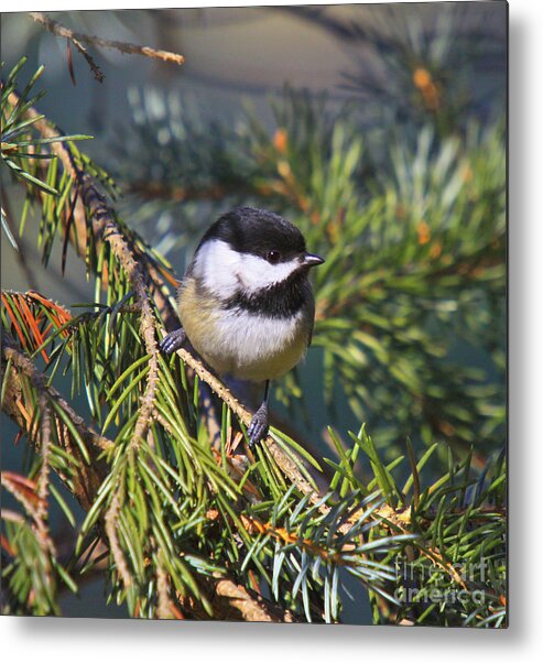 Additional Tags: Metal Print featuring the photograph Chickadee-12 by Robert Pearson