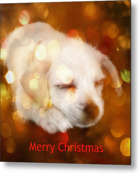 Christmas Puppy Metal Print featuring the photograph Christmas Puppy by Amanda Eberly