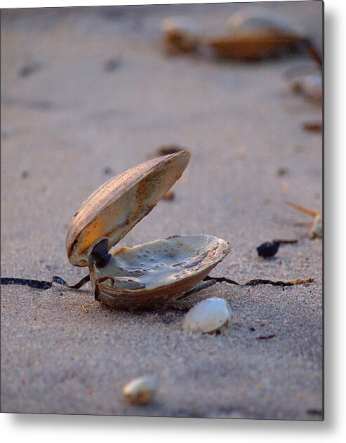 Clam Metal Print featuring the photograph Clam I by Newwwman