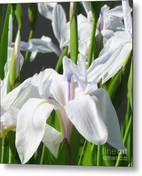 White Iris With Hints Of Purple Metal Print featuring the photograph Delicate and Rich by Anita Adams